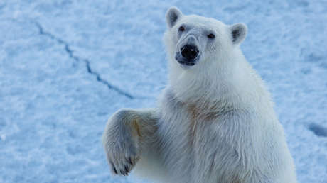 Amigos del Ártico: un oso polar 'se despide' de un rompehielos ruso
