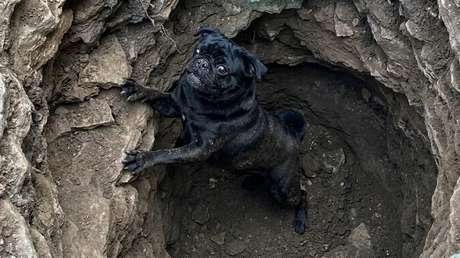 El heroico rescate de un pequeño pug atrapado tres días bajo tierra (VIDEO)