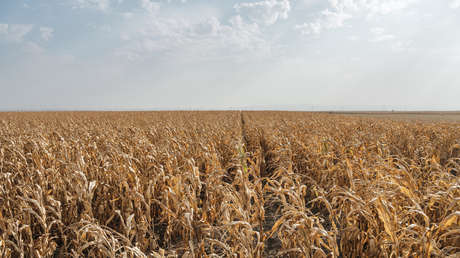 La agricultura mundial se enfrenta a una amenaza que podría disparar el precio de los alimentos