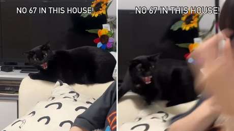VIDEO: La furiosa reacción de un gato a la tendencia viral '6-7'