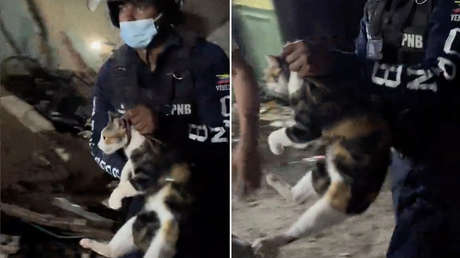 VIDEO: Salvan a una gatita de los escombros que dejó el terremoto en Venezuela