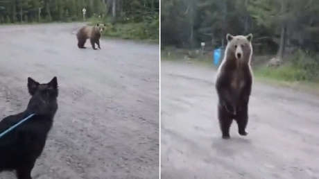 VIDEO: Escalofriante encuentro de una senderista y su perro con un oso grizzly
