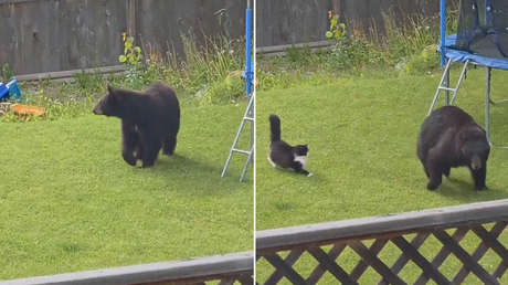 VIDEO: Un gato valiente ahuyenta a un oso del patio de una casa