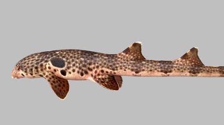 Identifican una nueva especie de raro tiburón que 'camina' sobre sus aletas