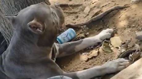 Fiel hasta el final: la desgarradora mirada de un perro fija en los escombros de La Guaira a la espera de su dueño (VIDEO)