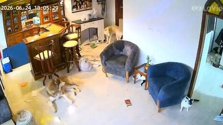 VIDEO: El angustioso momento de pánico de unas mascotas durante el sismo en Venezuela