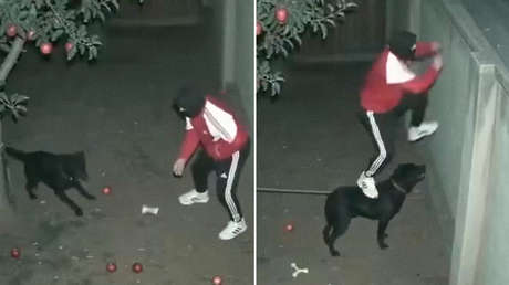 Un perro guardián se vuelve cómplice de un ladrón, pero aun nivel muy difícil de creer (VIDEO)