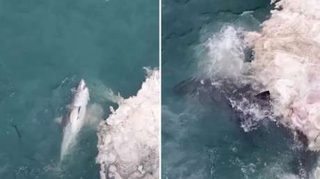 Espectacular frenesí alimenticio de tiburones queda registrado desde el aire (VIDEO)