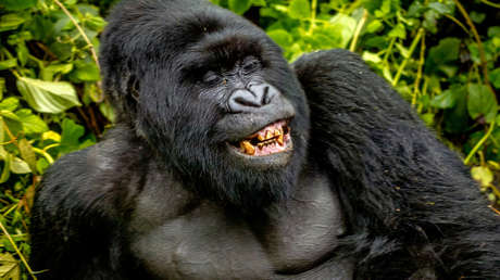 Gorilas, chimpancés y humanos compartimos algo más de lo que se imaginaba