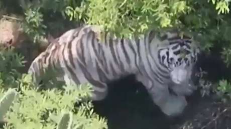Tigre escapa de un centro de resguardo en México (VIDEO)