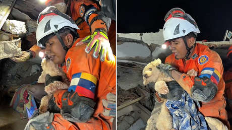 VIDEO: Rescatan una perrita atrapada tras los terremotos en Venezuela