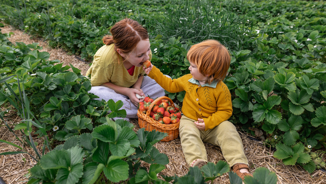 El fruto que conquista el verano y ofrece grandes beneficios para la salud