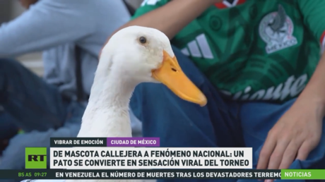 De mascota callejera a fenómeno nacional: un pato se convierte en sensación viral del Mundial