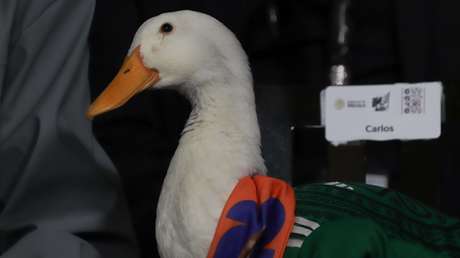 Presentan en México una ley inspirada en el pato que se ha hecho viral durante el Mundial de Fútbol