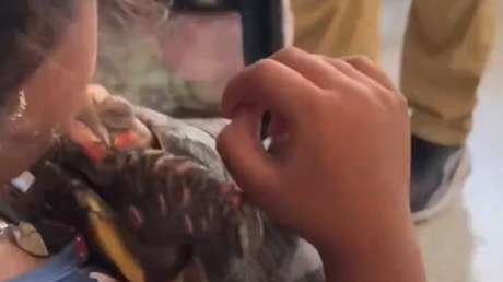 El enternecedor encuentro entre una niña rescatada en Venezuela y su particular mascota (VIDEO)