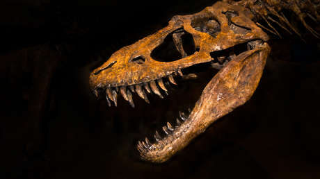 Subastan uno de los esqueletos de tiranosaurio más grandes y completos descubiertos