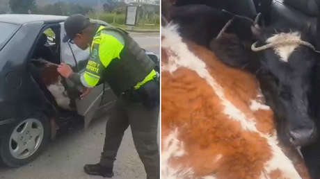 Policía colombiana descubre inesperados pasajeros en un coche (VIDEO)