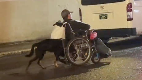 La lealtad de un perrito que conmueve a las redes (VIDEO)