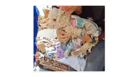 VIDEO: El emotivo rescate de 'Buddy', el valiente perrito que sobrevivió ocho días tapiado en Venezuela