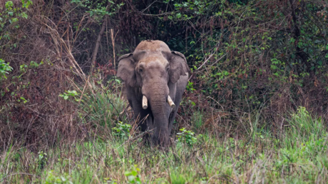 Un elefante mata a miembros de una familia y 14 años después vuelve por ella