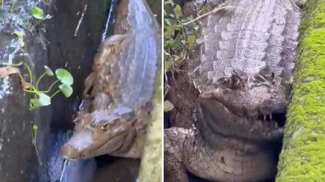 VIDEO: Aparece un caimán en una urbanización cerca de Caracas y alarma a los vecinos