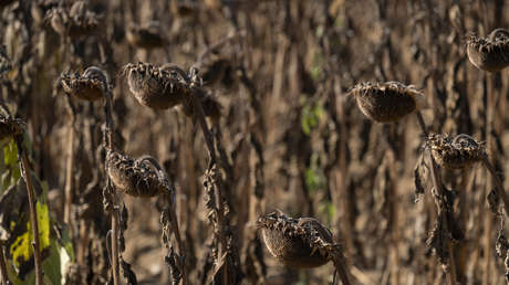 Determinan la fecha en la que desaparecerán las últimas plantas en la Tierra