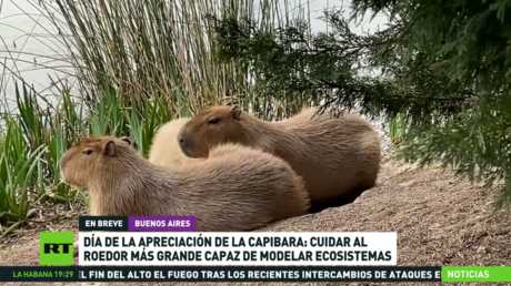 Día Internacional de Apreciación del Capibara: cuidar al roedor más grande capaz de modelar ecosistemas