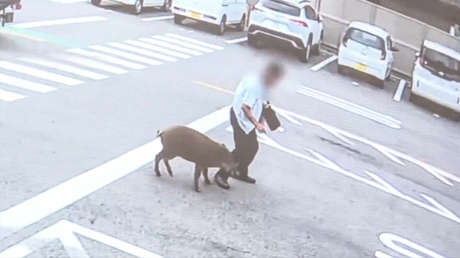 VIDEO: Jabalí ataca y deja dos heridos en zona urbana de Japón