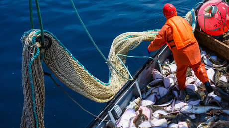 La pulla de Zajárova a Kallas, quien se dio cuenta de la importancia del pescado ruso