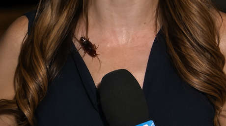 VIDEO: La reacción de una reportera cuando una cucaracha le camina por el pecho
