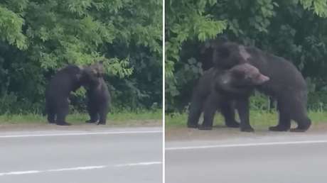 Oseznos montan su propio 'Club de la Pelea' en la carretera de una isla rusa (VIDEO)