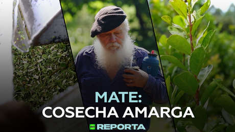 Mate: cosecha amarga