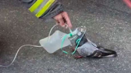 VIDEO CONMOVEDOR: Bomberos ayudan a paloma con intoxicación por humo