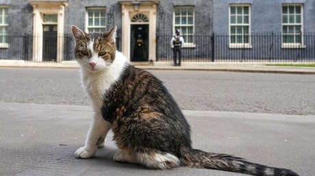 El gato Larry da "instrucciones" al entrante primer ministro británico (VIÑETA)
