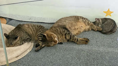 Aeropuerto chino crea refugio para una familia de gatos callejeros y conquista la Red (FOTOS)