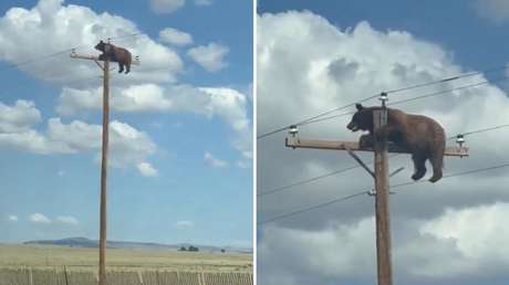 VIDEO: La surrealista escena de un oso atrapado en lo más alto de un poste eléctrico