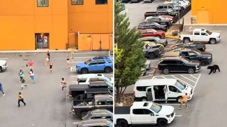 VIDEO: Pánico en un estacionamiento por la irrupción de un oso negro
