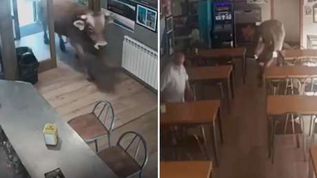 VIDEO: El aterrador momento en que un toro furioso irrumpe en un bar