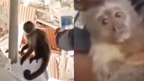 VIDEO: El emotivo rescate de Duque, el pequeño mono que sobrevivió bajo los escombros en Venezuela