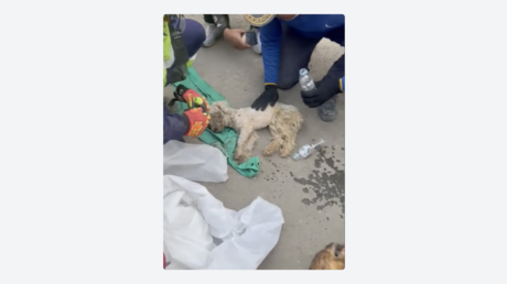 VIDEOS: El conmovedor rescate de un perrito que sobrevivió 29 días bajo los escombros en Venezuela