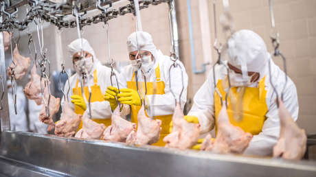"Esponjas de patógenos": estudio revela el lado oculto del pollo barato