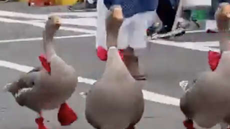 VIDEO: Tiernos animalitos se roban el 'show' en un desfile por las fiestas patrias de Perú