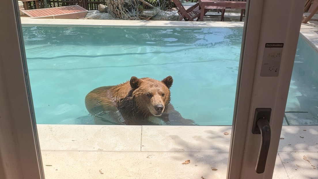 Oso negro se da un chapuzón inesperado en una piscina
