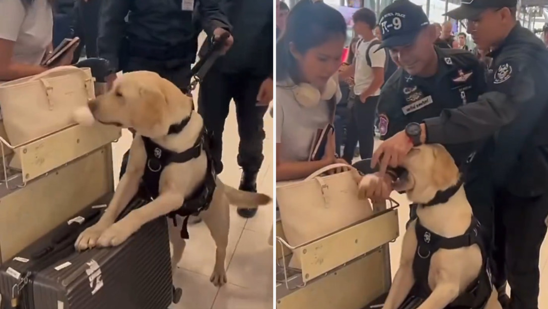Tentación esponjosa: el inesperado y tierno desliz de un perro en pleno servicio