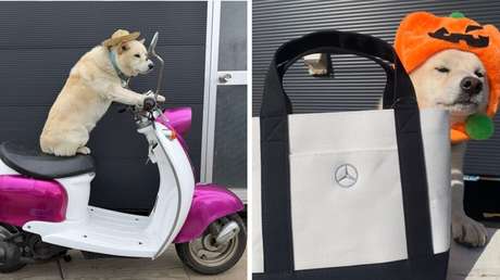 Perro se convierte en un adorable 'modelo' y aumenta las ventas de su dueño