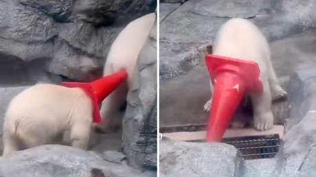 VIDEO: Oso polar bebé convierte un cono de tráfico en su juguete favorito y así reacciona su mamá