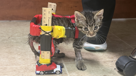 VIDEO: Construyen una silla de ruedas con carritos de juguete para un gatito paralítico