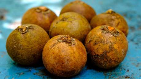 Este país de América Latina planea transformar una fruta en combustible de aviación