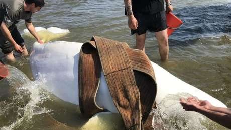 VIDEO: El conmovedor rescate de cinco belugas que unió a toda una comunidad en Rusia