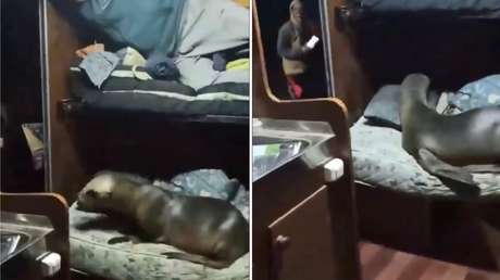 VIDEO: Pescador despierta con un inesperado 'polizón' en el camarote de su barco